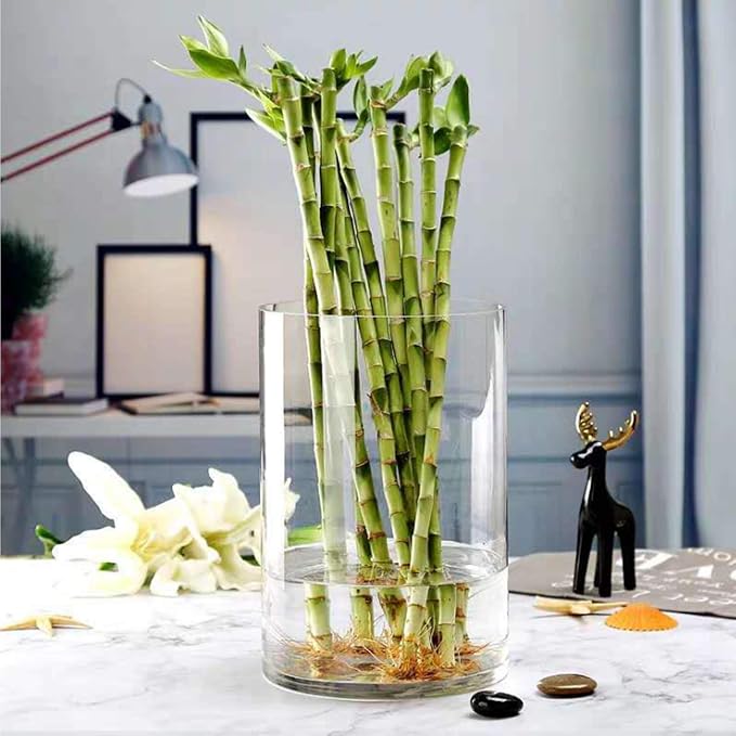 WGV Cylinder Vase, Width 9", Height 12", Floral Container, Planter Terrarium - Image 6