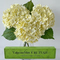 YalzoneMet 3 PCS Beige Creamy Hydrangea Artificial Flowers 21 inches Real Touch by YalzoneMet