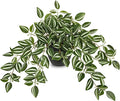 Briful Artificial Potted Plant Indoor, 19.6" Faux Watermelon Peperomia Trailing by Briful