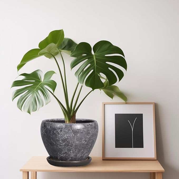 Ceramicfor Ceramic Planter - Image 4
