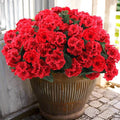 Hananona 6 Pcs Artificial Geranium Flowers by HANANONA