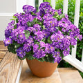 Artificial Geranium Fake Flowers by HyeFloraartificialflowers