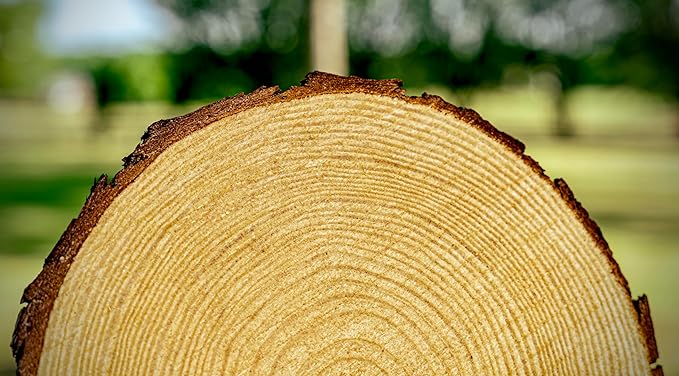 Set of 8-9 inch Wood Slices for centerpieces! Natural Wood Rounds for Table - Image 7