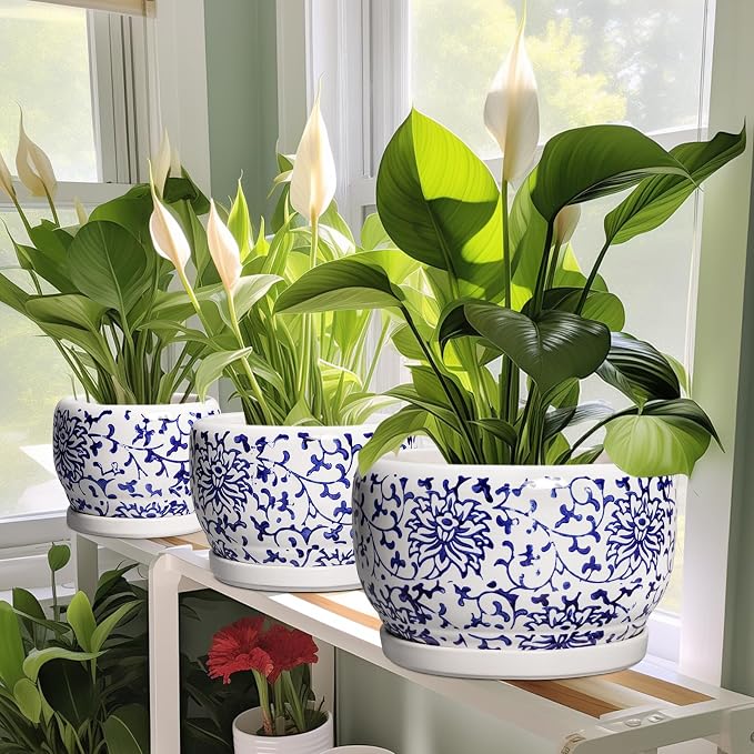SQOWL 6 Inch Planter - Image 5