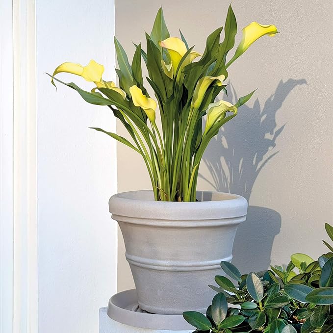 Crescent Garden Brunello Classic Rolled Rim Planter Pot, Indoor/Outdoor - Image 6