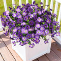 INQCMY Artificial Fake Petunias Flowers by INQCMYPlantRack