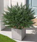 Cedar Stems Fake Plants Artificial Plants Outdoor Decor, 4 Bundles Cedar by Ivydale